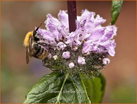 Phlomis tuberosa | Brandkruid