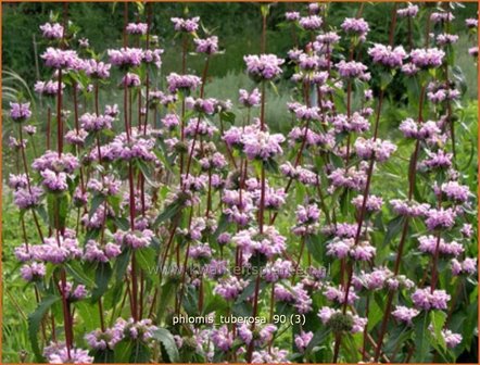 Phlomis tuberosa | Brandkruid