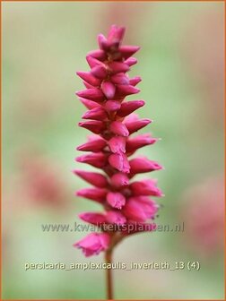 Persicaria amplexicaulis &#039;Inverleith&#039; | Duizendknoop, Adderwortel