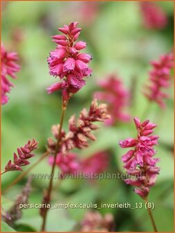 Persicaria amplexicaulis &#039;Inverleith&#039; | Duizendknoop, Adderwortel