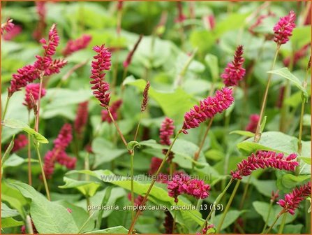 Persicaria amplexicaulis pendula | Duizendknoop, Adderwortel