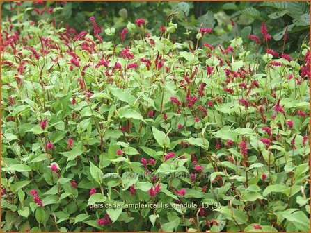 Persicaria amplexicaulis pendula | Duizendknoop, Adderwortel