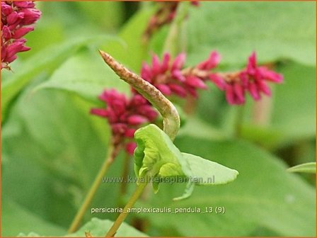 Persicaria amplexicaulis pendula | Duizendknoop, Adderwortel