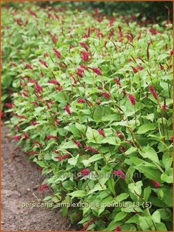 Persicaria amplexicaulis pendula | Duizendknoop, Adderwortel