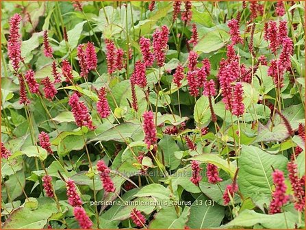 Persicaria amplexicaulis &#039;Taurus&#039; | Duizendknoop, Adderwortel