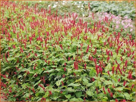 Persicaria amplexicaulis &#039;Taurus&#039; | Duizendknoop, Adderwortel