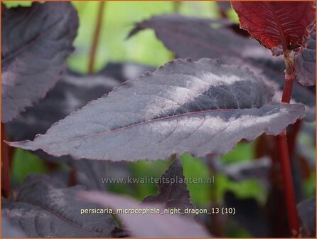 Persicaria microcephala &#039;Night Dragon&#039; | Duizendknoop | Kleinkopfiger Kn&ouml;terich