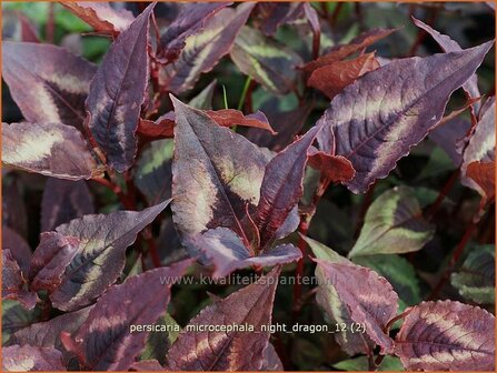 Persicaria microcephala &#039;Night Dragon&#039; | Duizendknoop | Kleinkopfiger Kn&ouml;terich