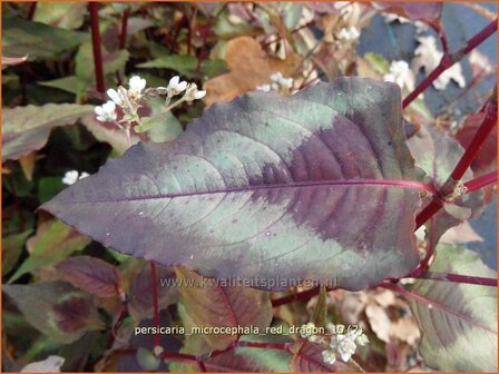 Persicaria microcephala &#039;Red Dragon&#039; | Duizendknoop, Adderwortel