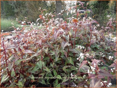 Persicaria microcephala &#039;Red Dragon&#039; | Duizendknoop, Adderwortel