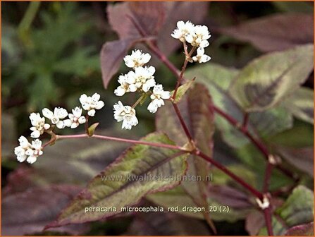 Persicaria microcephala &#039;Red Dragon&#039; | Duizendknoop, Adderwortel