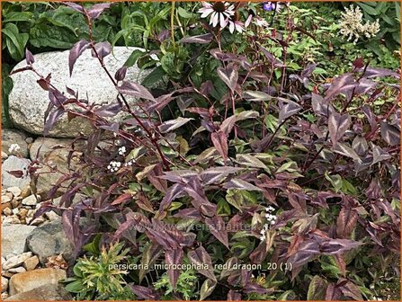 Persicaria microcephala &#039;Red Dragon&#039; | Duizendknoop, Adderwortel