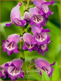 Penstemon &#039;Sour Grapes&#039; | Schildpadbloem, Slangenkop