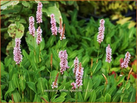 Persicaria affinis &#039;Kabouter&#039; | Duizendknoop, Adderwortel