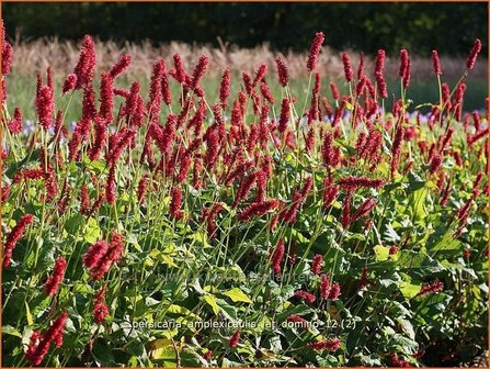 Persicaria amplexicaulis &#039;Fat Domino&#039; | Duizendknoop, Adderwortel