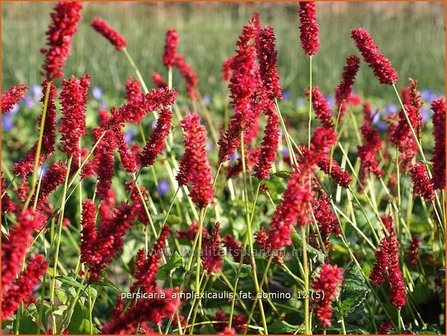 Persicaria amplexicaulis &#039;Fat Domino&#039; | Duizendknoop, Adderwortel