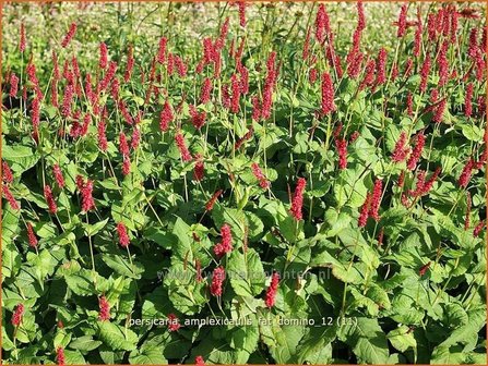 Persicaria amplexicaulis &#039;Fat Domino&#039; | Duizendknoop, Adderwortel