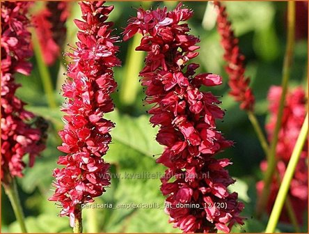 Persicaria amplexicaulis &#039;Fat Domino&#039; | Duizendknoop, Adderwortel