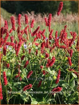 Persicaria amplexicaulis &#039;Fat Domino&#039; | Duizendknoop, Adderwortel