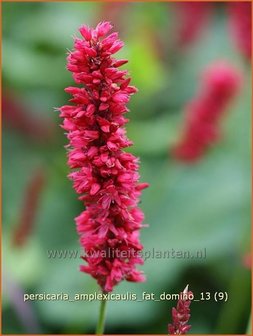 Persicaria amplexicaulis &#039;Fat Domino&#039; | Duizendknoop, Adderwortel