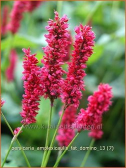 Persicaria amplexicaulis &#039;Fat Domino&#039; | Duizendknoop, Adderwortel