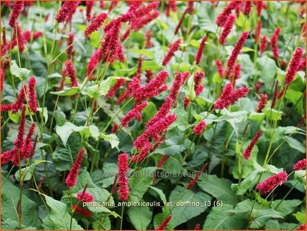 Persicaria amplexicaulis &#039;Fat Domino&#039; | Duizendknoop, Adderwortel