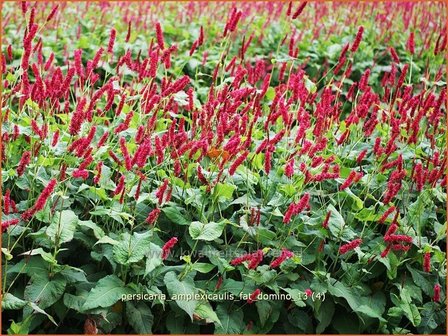 Persicaria amplexicaulis &#039;Fat Domino&#039; | Duizendknoop, Adderwortel