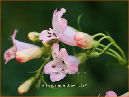 Penstemon &#039;Apple Blossom&#039; | Schildpadbloem, Slangenkop