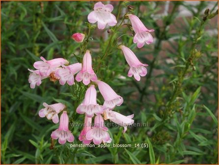 Penstemon &#039;Apple Blossom&#039; | Schildpadbloem, Slangenkop