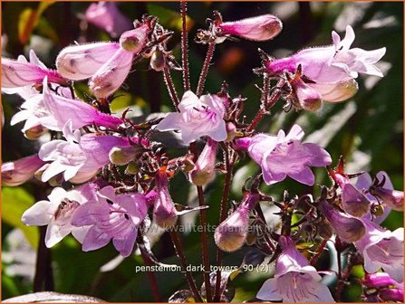 Penstemon digitalis &#039;Dark Towers&#039; | Slangenkop, Schildpadbloem | Fingerhutf&ouml;rmiger Bartfaden