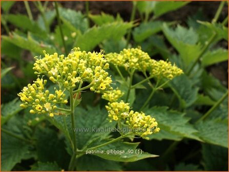 Patrinia gibbosa | Goudvaleriaan