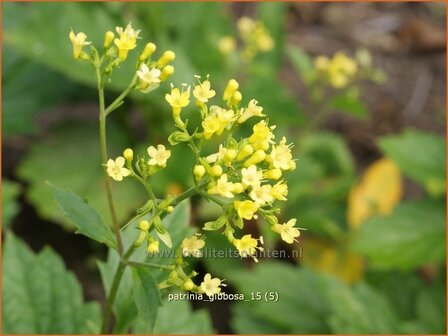 Patrinia gibbosa | Goudvaleriaan