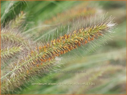 Pennisetum alopecuroides &#039;Herbstzauber&#039; | Lampenpoetsersgras