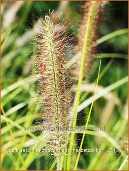 Pennisetum alopecuroides &#039;Herbstzauber&#039; | Lampenpoetsersgras