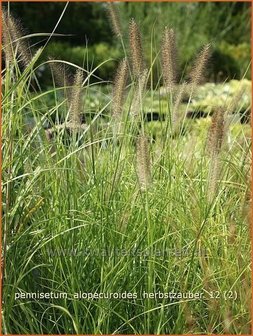 Pennisetum alopecuroides &#039;Herbstzauber&#039; | Lampenpoetsersgras