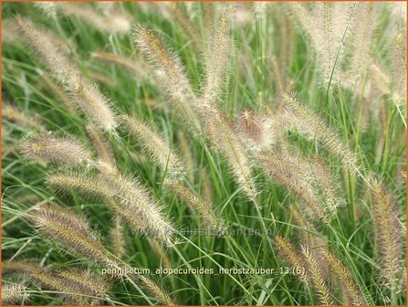 Pennisetum alopecuroides &#039;Herbstzauber&#039; | Lampenpoetsersgras