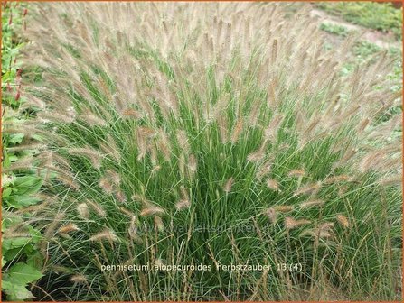 Pennisetum alopecuroides &#039;Herbstzauber&#039; | Lampenpoetsersgras