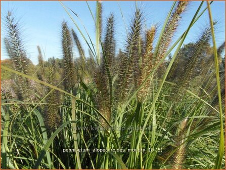 Pennisetum alopecuroides &#039;Moudry&#039; | Lampenpoetsersgras