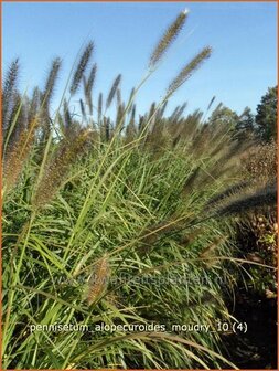 Pennisetum alopecuroides &#039;Moudry&#039; | Lampenpoetsersgras