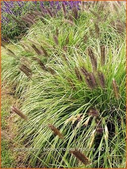 Pennisetum alopecuroides &#039;Moudry&#039; | Lampenpoetsersgras