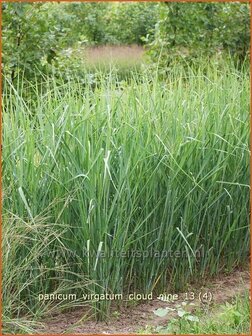 Panicum virgatum &#039;Cloud Nine&#039; | Vingergras, Parelgierst