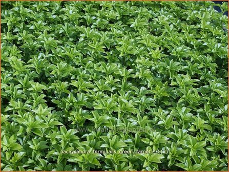 Pachysandra terminalis &#039;Green Carpet&#039; | Schaduwkruid, Dikkemanskruid