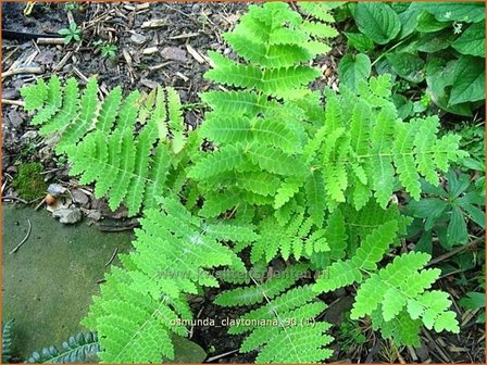 Osmunda claytoniana | Koningsvaren