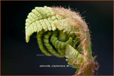 Osmunda claytoniana | Koningsvaren