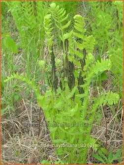 Osmunda claytoniana | Koningsvaren