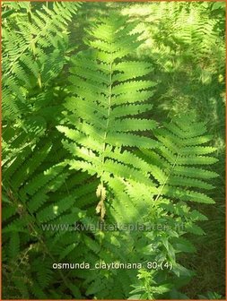 Osmunda claytoniana | Koningsvaren