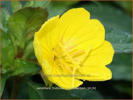 Oenothera fruticosa &#039;W. Cuthbertson&#039; | Teunisbloem