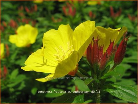 Oenothera fruticosa &#039;W. Cuthbertson&#039; | Teunisbloem