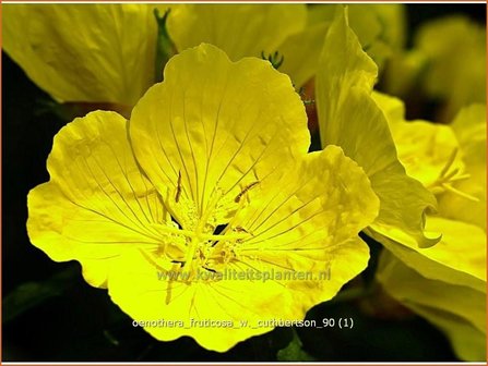 Oenothera fruticosa &#039;W. Cuthbertson&#039; | Teunisbloem