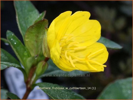 Oenothera fruticosa &#039;W. Cuthbertson&#039; | Teunisbloem